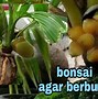 Bonsai Kelapa Berbuah